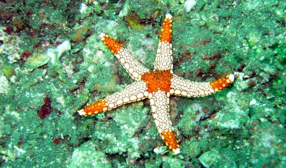 Starfish Care