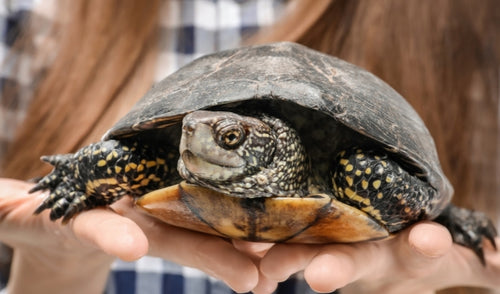 Caring for a Turtle or a Tortoise
