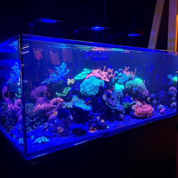 red sea reefer reef tank coral 