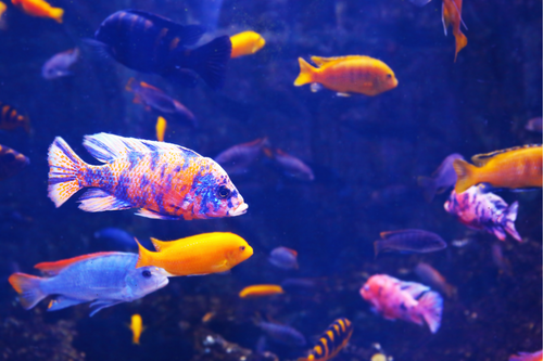 Freshwater Aquaria Part 2: A Guide to Selecting Fish for Your African Cichlid Aquarium