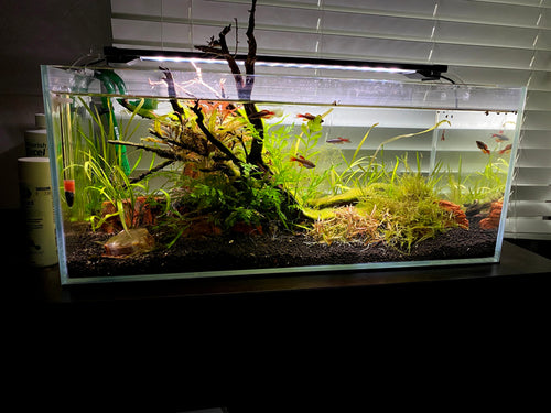 Freshwater Aquaria Introduction: A Guide to Selecting Fish for Your Freshwater Aquarium