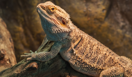 Lizards 101: Creating the Perfect Habitat for Your New Scaly Friend