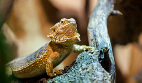 The Best Reptiles for Kids and Beginners
