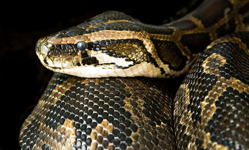 Caring for Your Pet Boa Constrictor