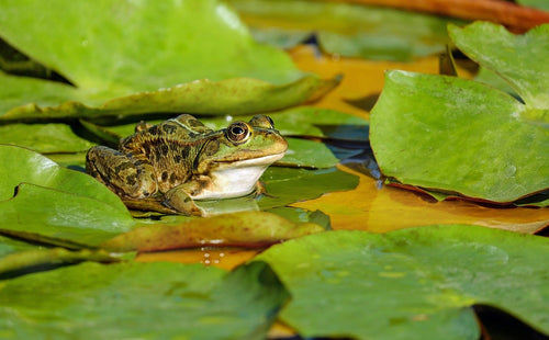 Focus on Frogs: Everything You Need to Know About Caring for Pet Amphibians