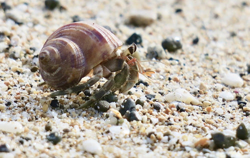 The Ultimate Hermit Crab Care Guide for Curious Crustaceans