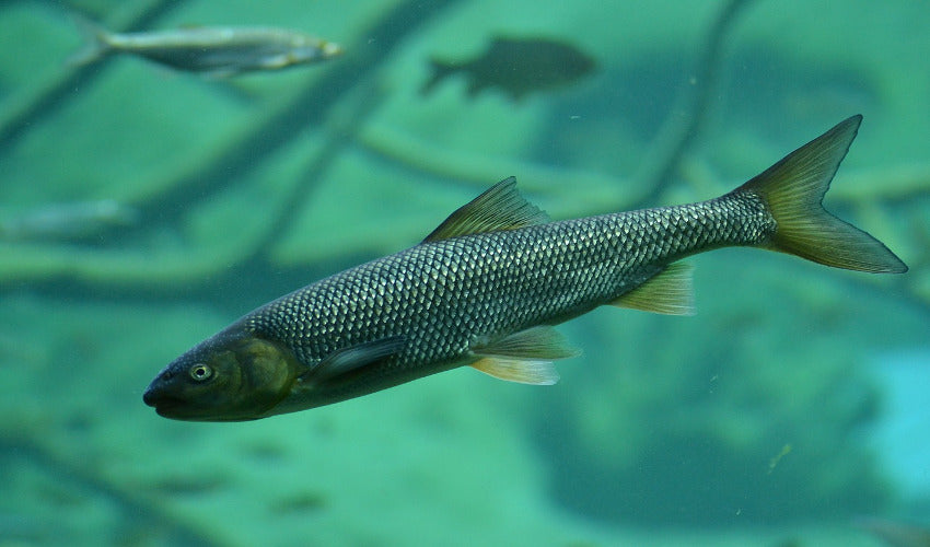 The Best Fish Breeds That Will Survive Winter in Outdoor Ponds