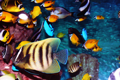 Finding Nemo: Tips for Keeping Your Tank Clean, Clear, and Happy