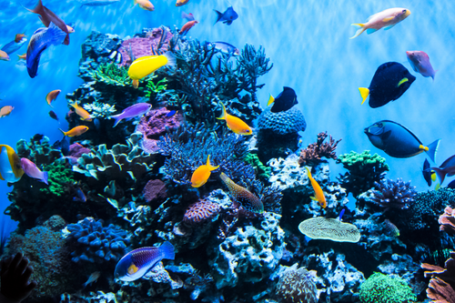 Success in a Reef: A Guide to Selecting the Saltwater Ecosystem that is Right for You