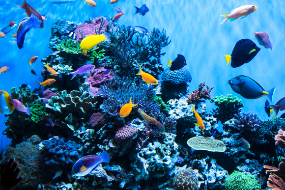 saltwater aquarium fish tank success in a reef