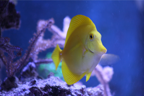 yellow tang surgeonfish