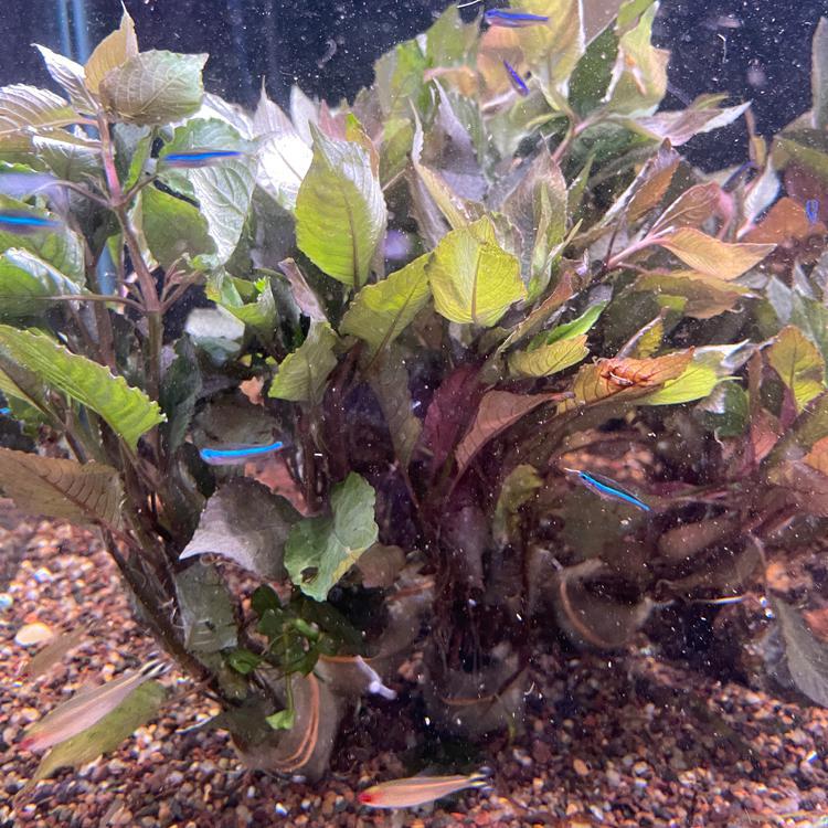 Hygrophila corymbosa "Cherry Leaf" FW Live Plant, Stem Grandville