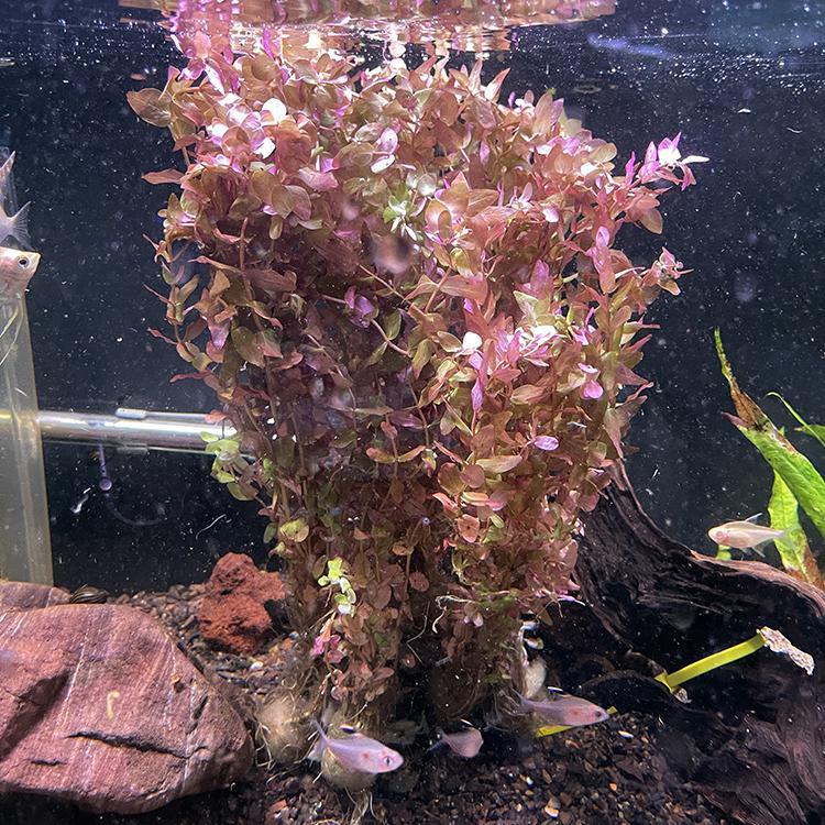 Rotala macrandra "Small Leaf" (Immersed/Submerged Growth) FW Live