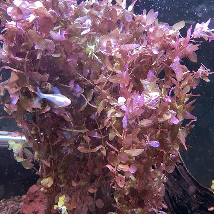 Rotala macrandra "Small Leaf" (Immersed/Submerged Growth) FW Live