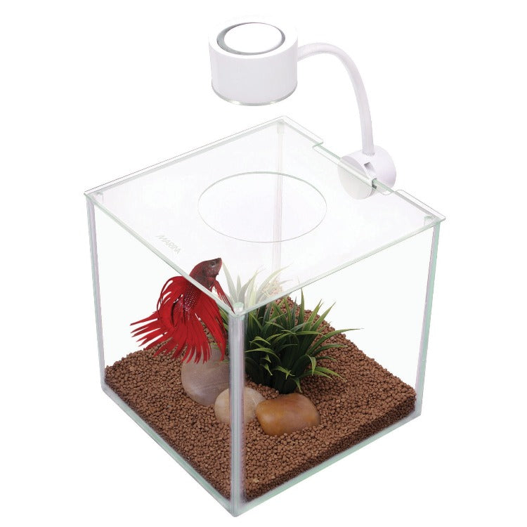 aqua box betta fish tank Marina Cubus Glass Betta Kit