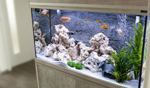 Choose the Best Filtration System for Your Aquarium