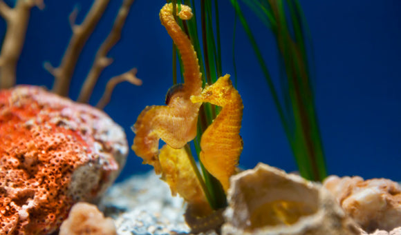 How to Care for a Seahorse