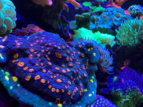 reef tank coral small polyp stony coral montipora monti