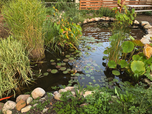 Pond Maintenance - Fall Clean-Up and Winter Prep