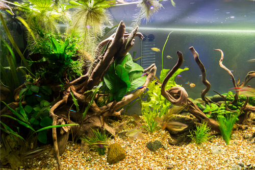 Freshwater Aquaria Part 1: A Guide to Selecting Fish for Your Peaceful Community Tank
