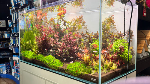 10 Tips for Setting Up a Healthy and Sustainable Aquarium