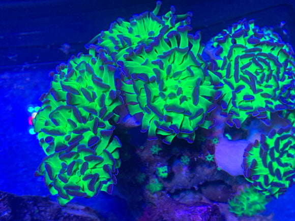 euphyllia hammer coral green hammer reef tank lps large polyp stony coral