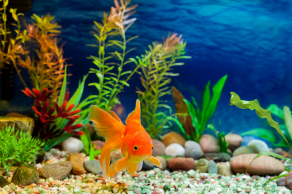 How to Choose the Right Aquarium Heater for Every Tank