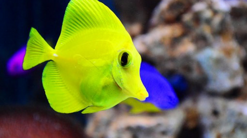 How to Avoid Unwanted Fish Breeding in Your Tank