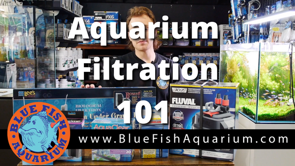Aquarium Filtration 101