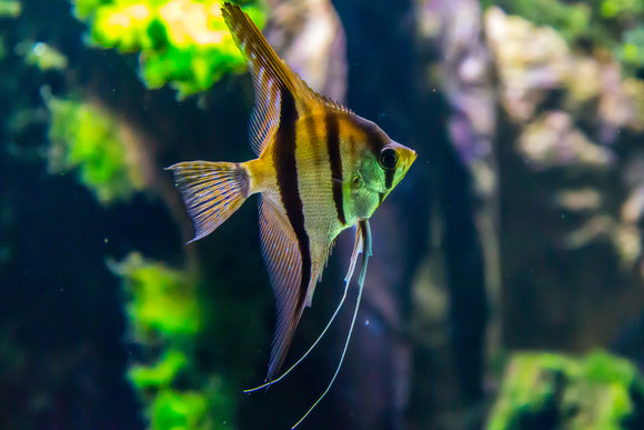 Solutions to Common Water Quality Concerns in Aquariums