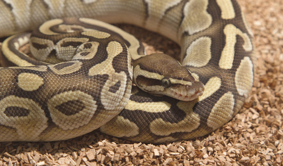 Why Your Ball Python Refuses to Eat