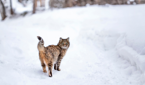 Best Practices for Caring for Your Pet During Extreme Cold