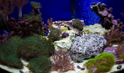 How to Take Care of Coral in a Home Aquarium