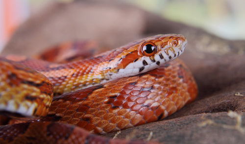 9 Things to Know About Corn Snake Care