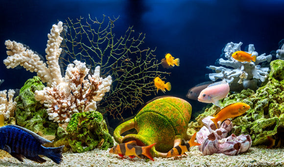 Creating a Stunning Aquascape: Tips for Designing a Beautiful Aquarium