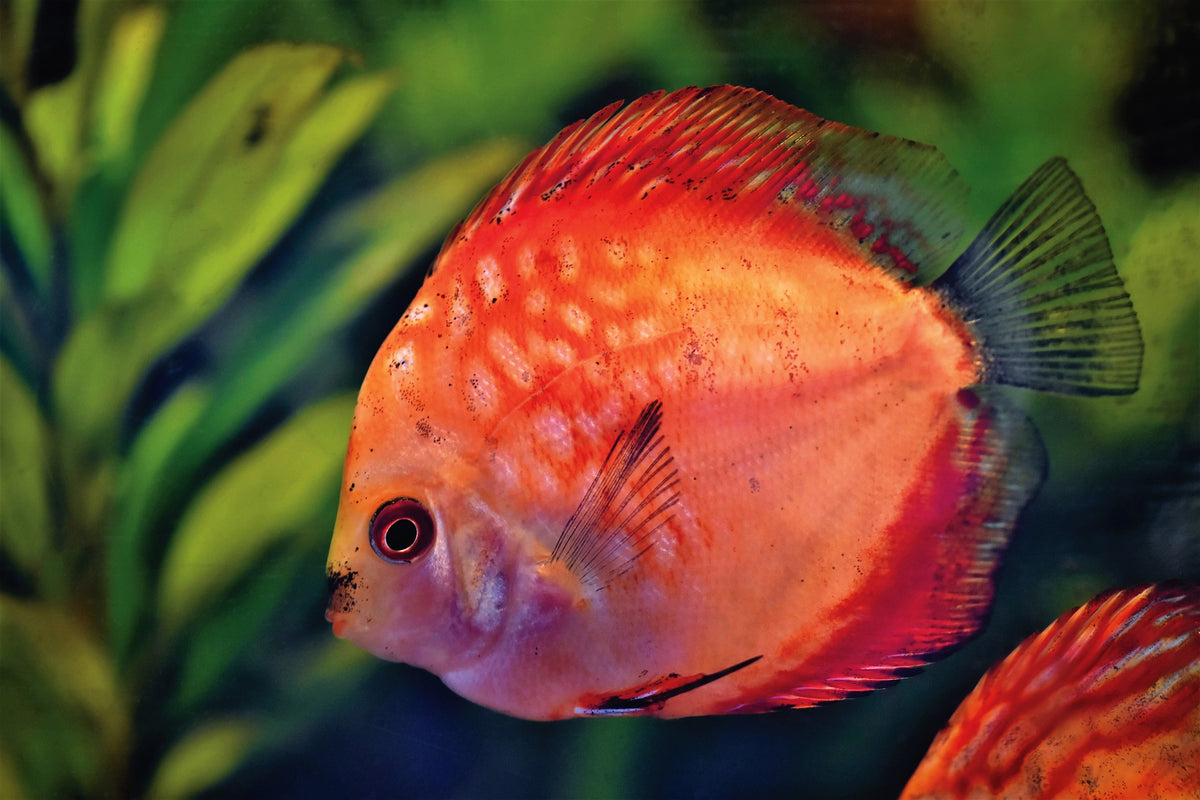 Fish The Beginner's Guide to Fish Care