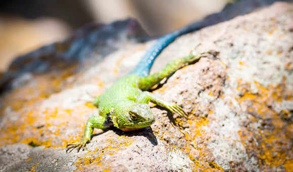 Tips on Caring for Your Emerald Swift Lizard