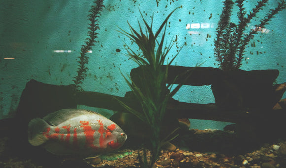 Fish Breeds That Live Well Together