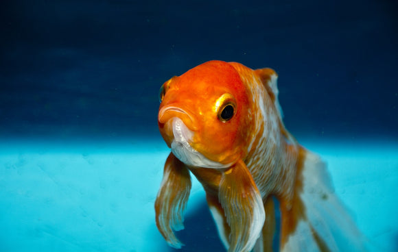 Stay Comfortable with These 4 Tips for Maintaining Aquarium Temperatures