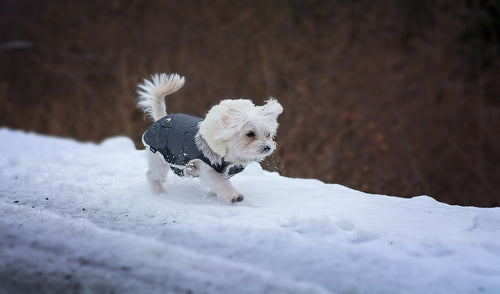 How to Get Your Pet to Use the Bathroom in Cold, Snowy Weather