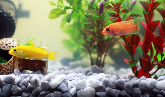 How to Keep my Aquarium Plants From Dying
