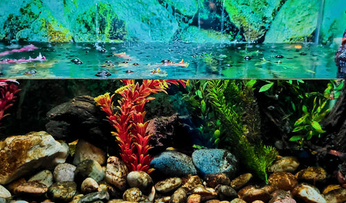 New Aquarium? Here’s a Checklist of Everything You Need!