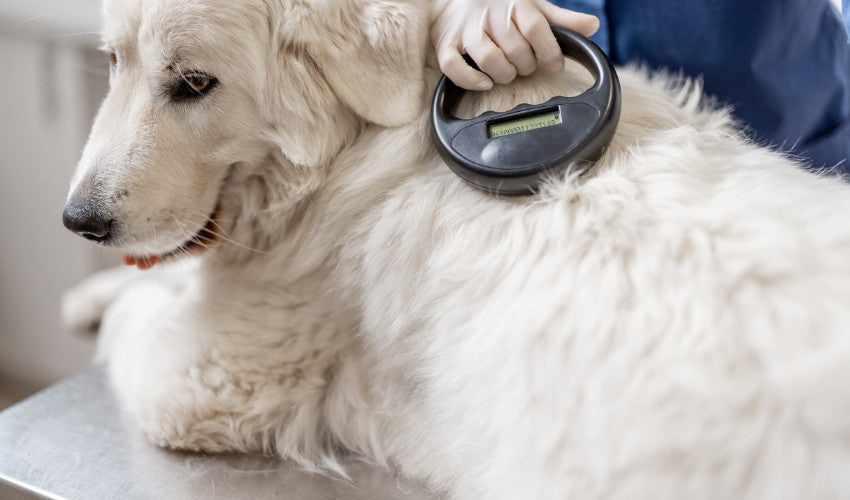 Ensuring Your Furry Friend's Safety: The Importance of Microchipping Your Pet