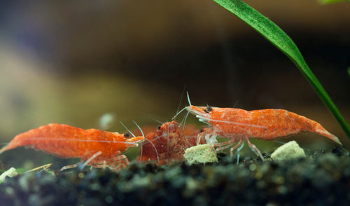 A Guide to Freshwater Shrimp Care