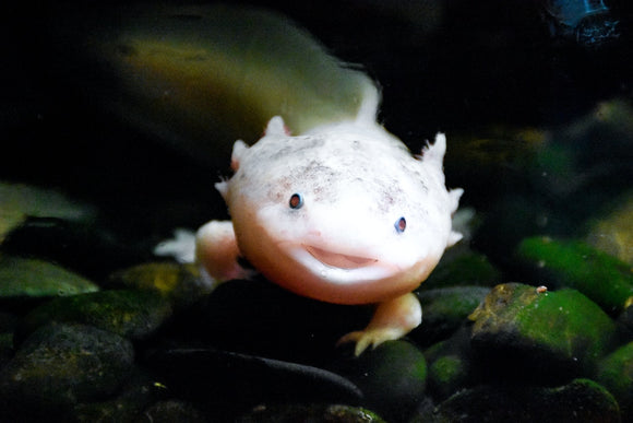 Picture of an axolotl fish