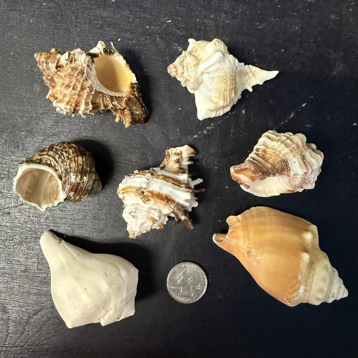 Bulk Shells - Grandville, MI - Blue Fish Aquarium