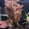 Rotala macrandra Small Leaf (Immersed/Submerged Growth) - FW Live Plant, Stem