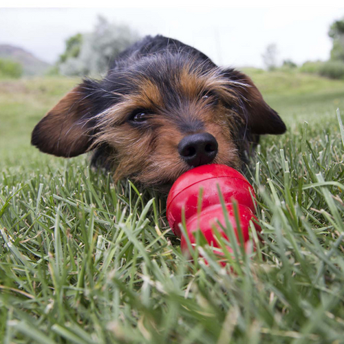 Kong Easy Treat Live Recipe for Stuffing Kong Toys