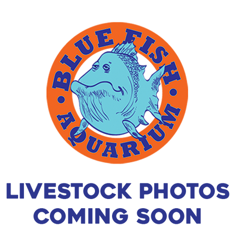 Electric Blue Acara - Jumbo