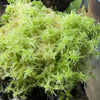 Live Sphagnum Moss - Terrarium Plant (NO GUARANTEE)